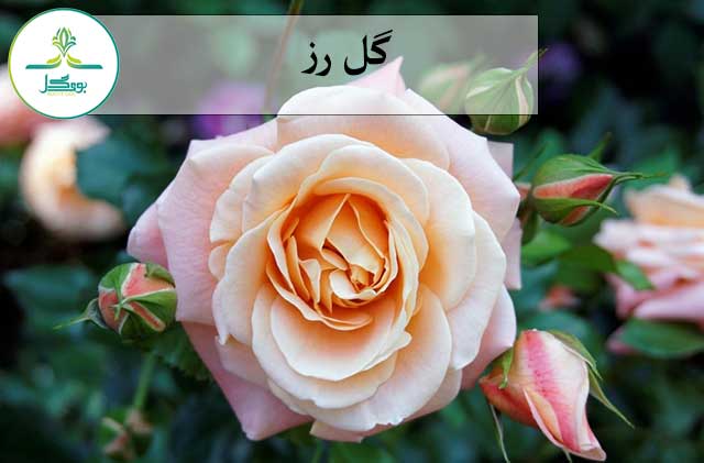 rose flower