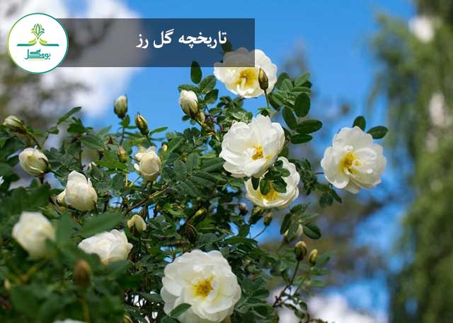 گل های رز