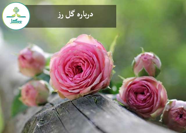 گل رز
