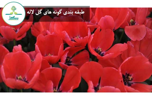 طبقه بندی گونه های گل لاله