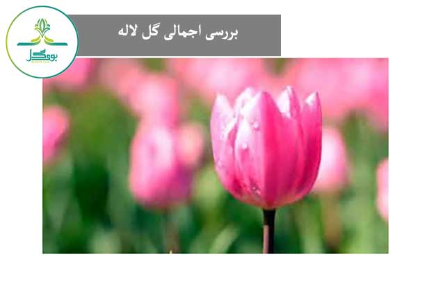 گل لاله