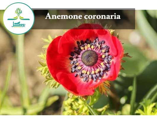 Anemone coronaria