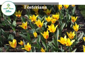 Fosteriana