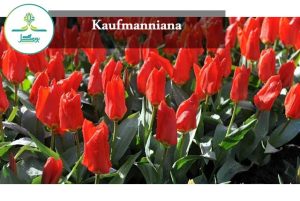 Kaufmanniana