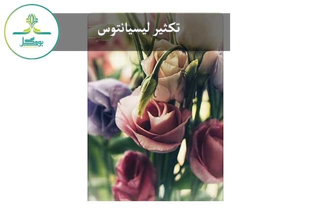 تکثیر لیسیانتوس