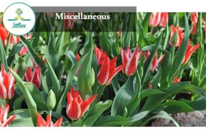 Miscellaneous