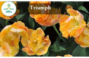 Triumph