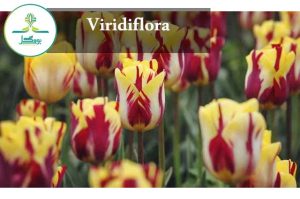 Viridiflora