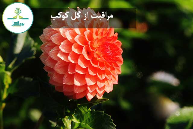 مراقبت از گل کوکب