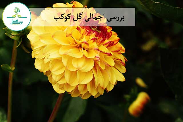 Dahlia