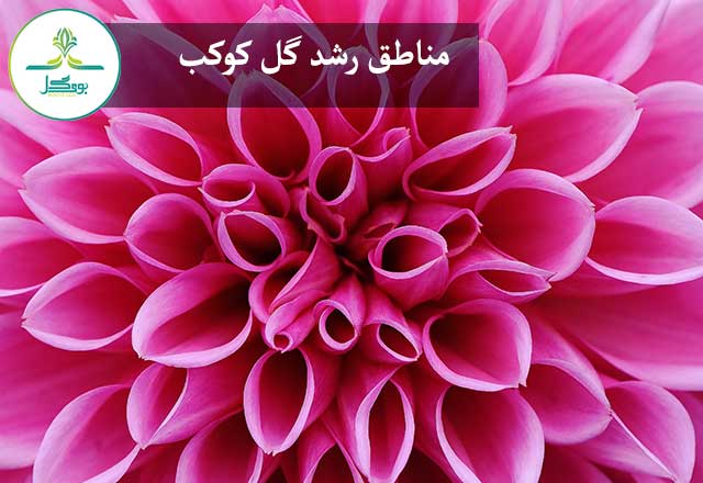 گل کوکب