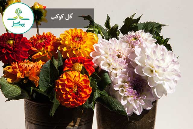 گل کوکب