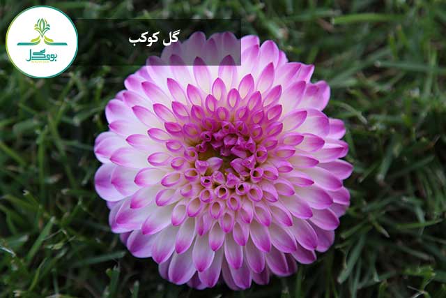 blossom-plant-flower-petal-bloom-daisy