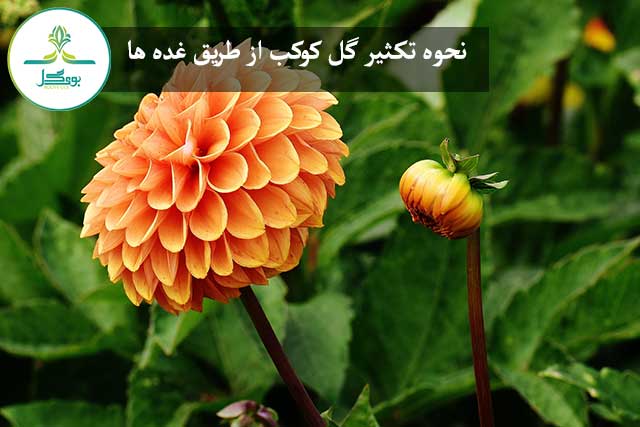 blossom-plant-flower-petal-bloom-daisy