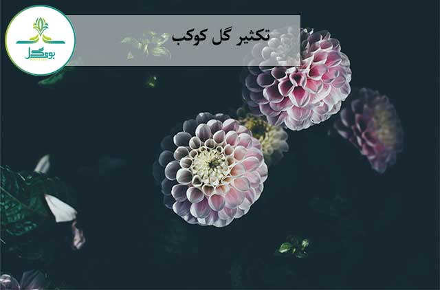 blossom-plant-flower-petal-floral-pattern-