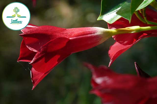 blossom-plant-leaf-flower-petal-bloom