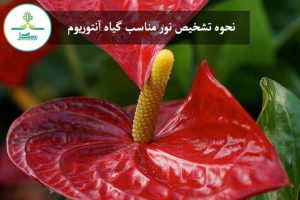 گل آنتوریوم