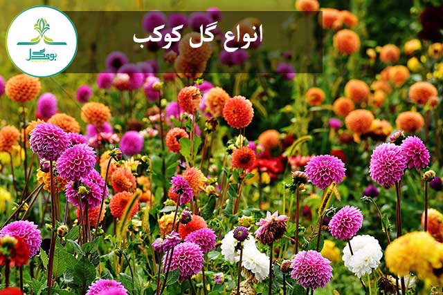 انواع گل کوکب