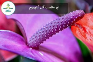 گل آنتوریوم