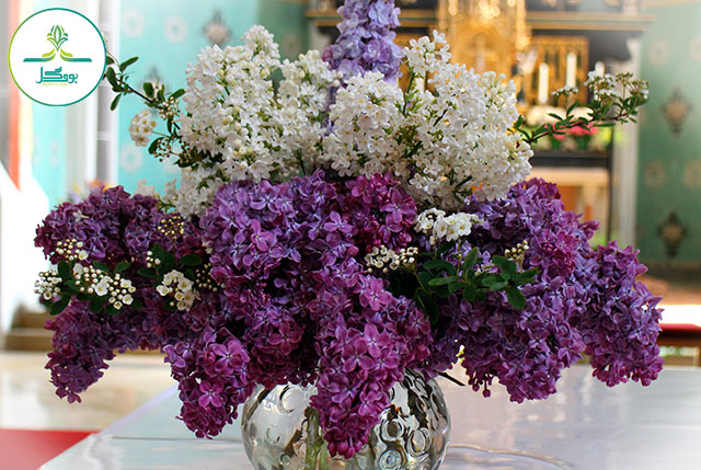 blossom-plant-white-flower-purple-bloom