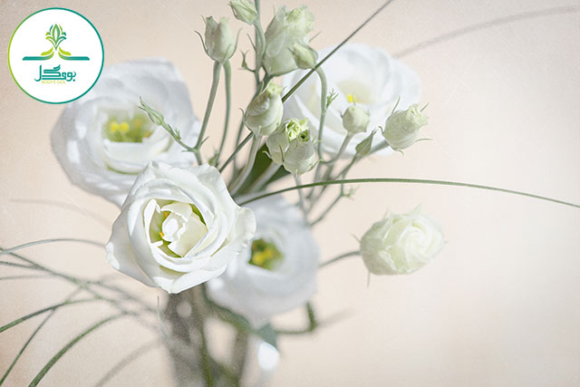 blossom-plant-white-sweet-flower-peta