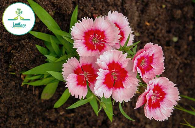 flowers-plant-nature-flower-flowering-plant-pink