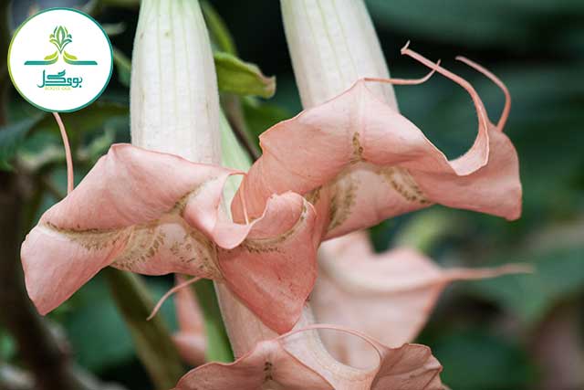 hand-nature-blossom-plant-photography-leaf