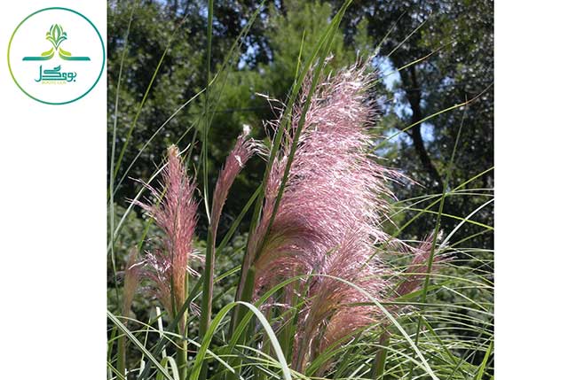 landscape-grass-blossom-plant-lawn-meadow
