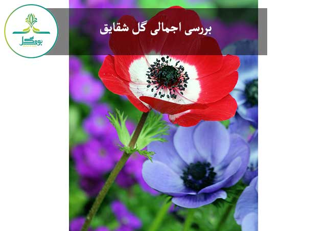 گل شقایق