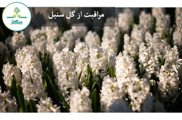 nature-blossom-bokeh-plant-white-flower