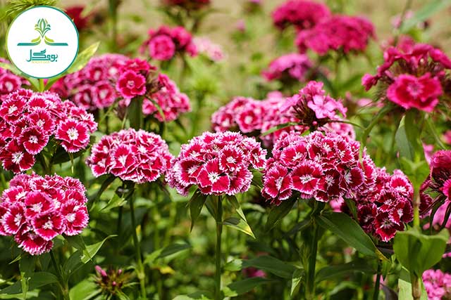 Sweet William