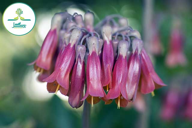 nature-blossom-plant-flower-petal-botany