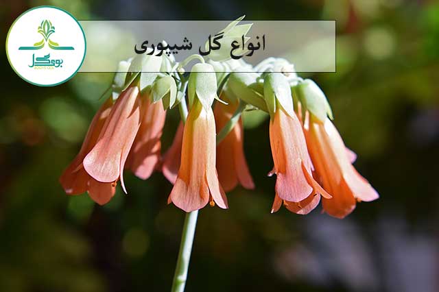 انواع گل شیپوری