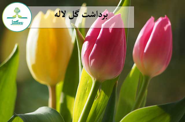 برداشت گیاه لاله