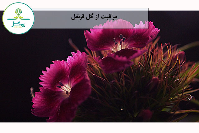 گل قرنفل