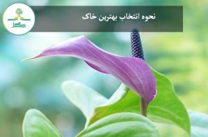 nature-blossom-plant-plank-leaf-flower