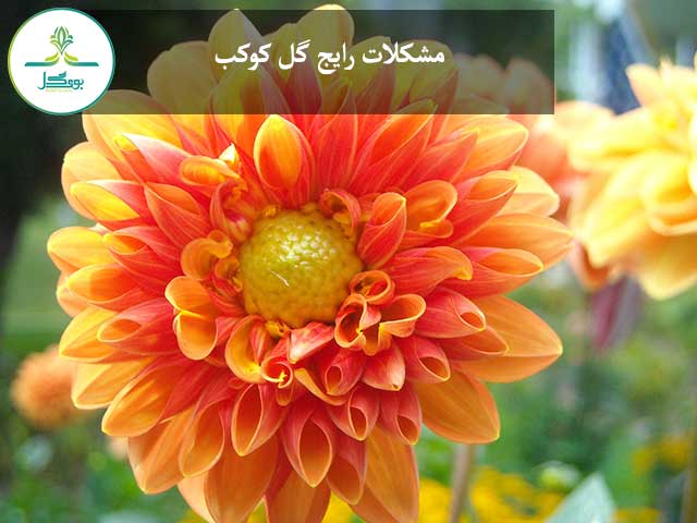 nature-blossom-plant-white-leaf-flower