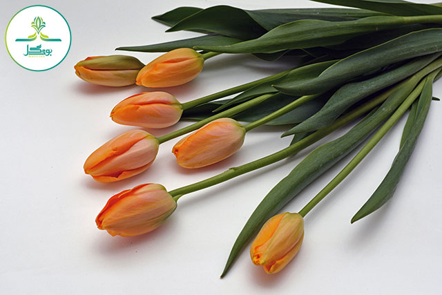 nature-plant-flower-petal-bouquet-orange
