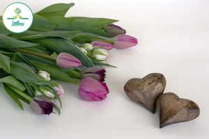 nature-plant-wood-white-flower-purple