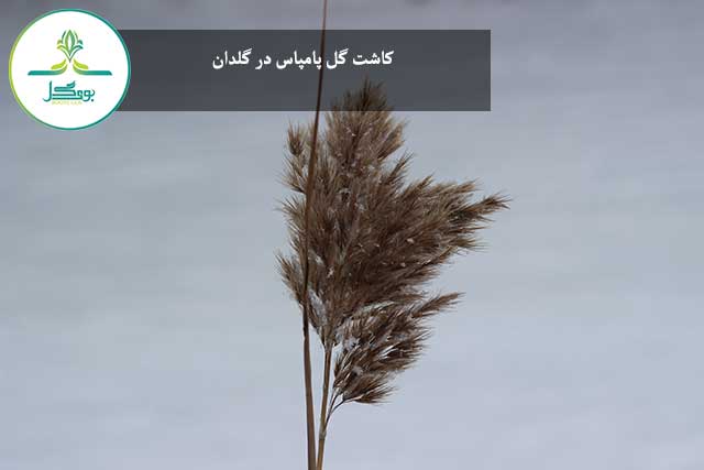 کاشت گل پامپاس در گلدان