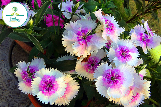 pink-white-flower-flowering-plant-plant-petal