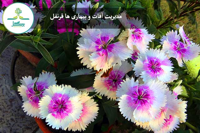 گل قرنفل یا قلم فور 