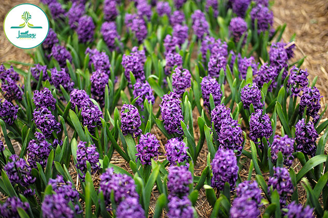 plant-field-farm-flower-purple-spring
