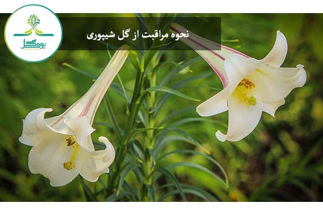جزئیات پیوست plant-flower-bulb-botany-flora-wildflower