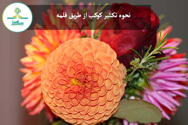 نحوه تکثیر کوکب از طریق قلمه: