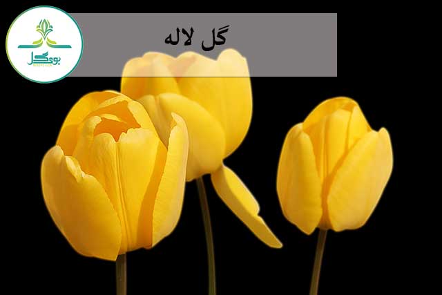 plant-flower-petal-tulip-spring-yellow