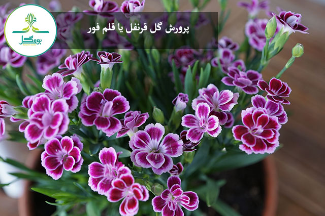 plant-flower-purple-botany-flora-floristry