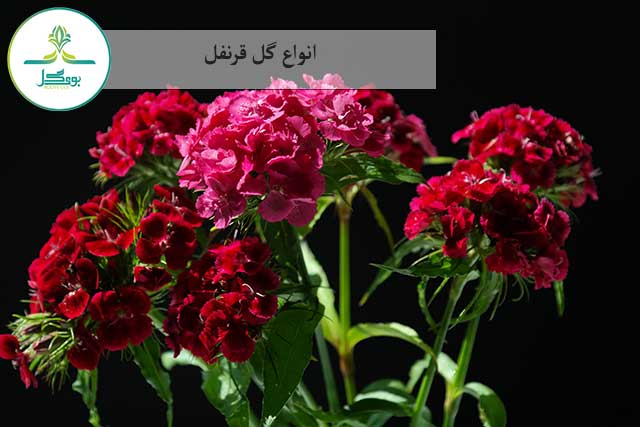 plant-flower-purple-petal-red-botany-