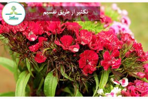 تکثیر گل قلم فور
