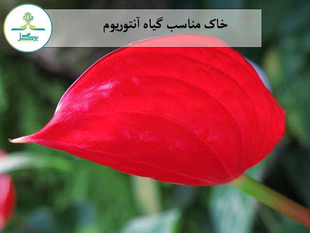 plant-leaf-flower-petal-high-red